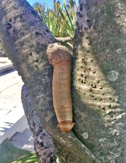 Penis Enlargement Products In Pietermaritzburg+27 71 009 6483